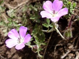 Geranium robustum green fruit